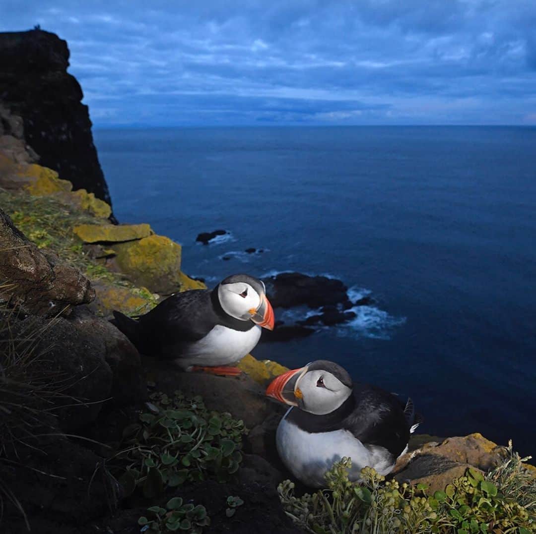 Thomas Peschakのインスタグラム：「Did you know that seabirds use tools? Alongside primates, parrots and crows, Atlantic puffins have recently been documented using tools in Iceland. On the small island of Grimsey puffins use sticks to scratch themselves and possibly even remove ticks with. In 2017 I spent a month in Iceland photographing Atlantic puffins as part of my @natgeo magazine story about the global seabird crisis. Unfortunately I never got to see puffins using tools on Grimsey or at any of the other colonies I visited, but was able to make a few memorable images showcasing the life of Puffins underneath the northern midnight sun. To read more about puffin tool use I highly recommend the scientific publication by Fayet, Hansen and Biro: Evidence of tool use in a seabird. Proceedings of the National Academy of Sciences. Published online December 30, 2019. DOI: 10.1073/pnas.1918060117 #puffins #seabirds #iceland」
