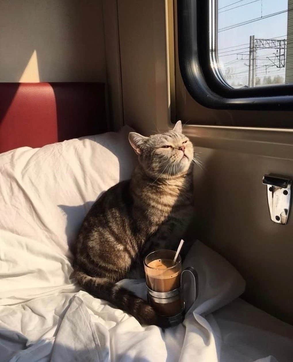 Cosmopolitanさんのインスタグラム写真 - (CosmopolitanInstagram)「I’ve said it before and I’ll say it again: Do not. Speak to me. Before I’ve had. Any coffee. 😾 #rg @__s____o」1月5日 0時05分 - cosmopolitan
