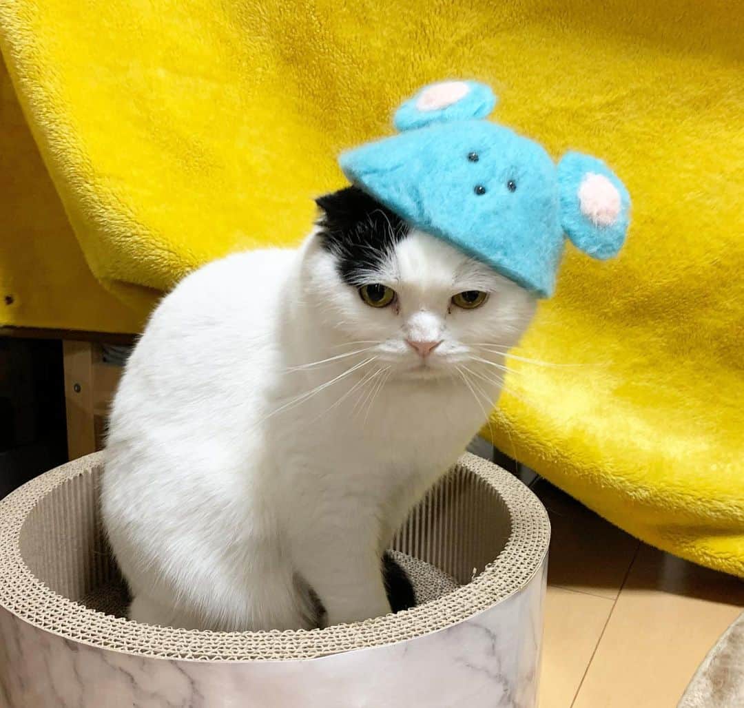 マロニーさんのインスタグラム写真 - (マロニーInstagram)「ハル＜　あけましておめれとうございます🎍😸 マロニー＜　今年もよろしくな‼️😻 ハル＜　あのねあのね、ねずみの被り物はね、母が作ってくれたんだよ😼 （いつもいいねありがとうございます❤️今年もマロハルとのんびり過ごしたいと思います🐈これからもよろしくお願いします💕） #あけおめ　#子年　#ネズミ　#ねずみどし　#ねずみ年 #マシュマロマロニー #猫　#ねこ　#ネコ　#cat #scottishfold #スコティッシュフォールド　#モフモフ」1月5日 0時11分 - masyumaromaroni