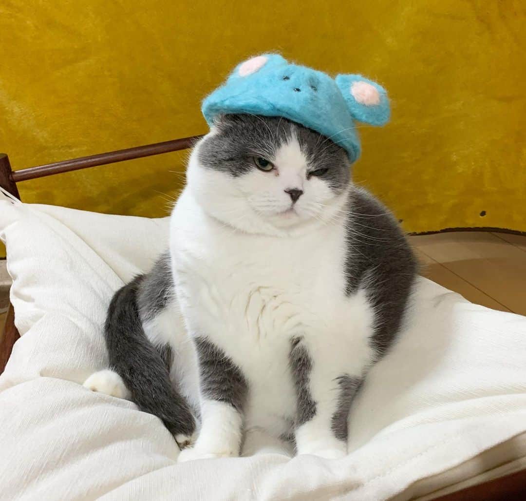 マロニーさんのインスタグラム写真 - (マロニーInstagram)「ハル＜　あけましておめれとうございます🎍😸 マロニー＜　今年もよろしくな‼️😻 ハル＜　あのねあのね、ねずみの被り物はね、母が作ってくれたんだよ😼 （いつもいいねありがとうございます❤️今年もマロハルとのんびり過ごしたいと思います🐈これからもよろしくお願いします💕） #あけおめ　#子年　#ネズミ　#ねずみどし　#ねずみ年 #マシュマロマロニー #猫　#ねこ　#ネコ　#cat #scottishfold #スコティッシュフォールド　#モフモフ」1月5日 0時11分 - masyumaromaroni