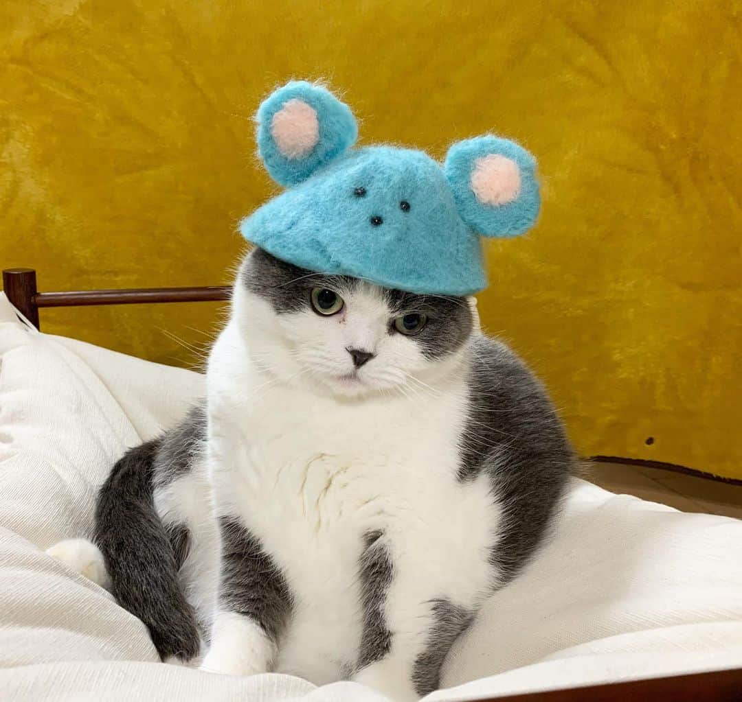 マロニーさんのインスタグラム写真 - (マロニーInstagram)「ハル＜　あけましておめれとうございます🎍😸 マロニー＜　今年もよろしくな‼️😻 ハル＜　あのねあのね、ねずみの被り物はね、母が作ってくれたんだよ😼 （いつもいいねありがとうございます❤️今年もマロハルとのんびり過ごしたいと思います🐈これからもよろしくお願いします💕） #あけおめ　#子年　#ネズミ　#ねずみどし　#ねずみ年 #マシュマロマロニー #猫　#ねこ　#ネコ　#cat #scottishfold #スコティッシュフォールド　#モフモフ」1月5日 0時11分 - masyumaromaroni