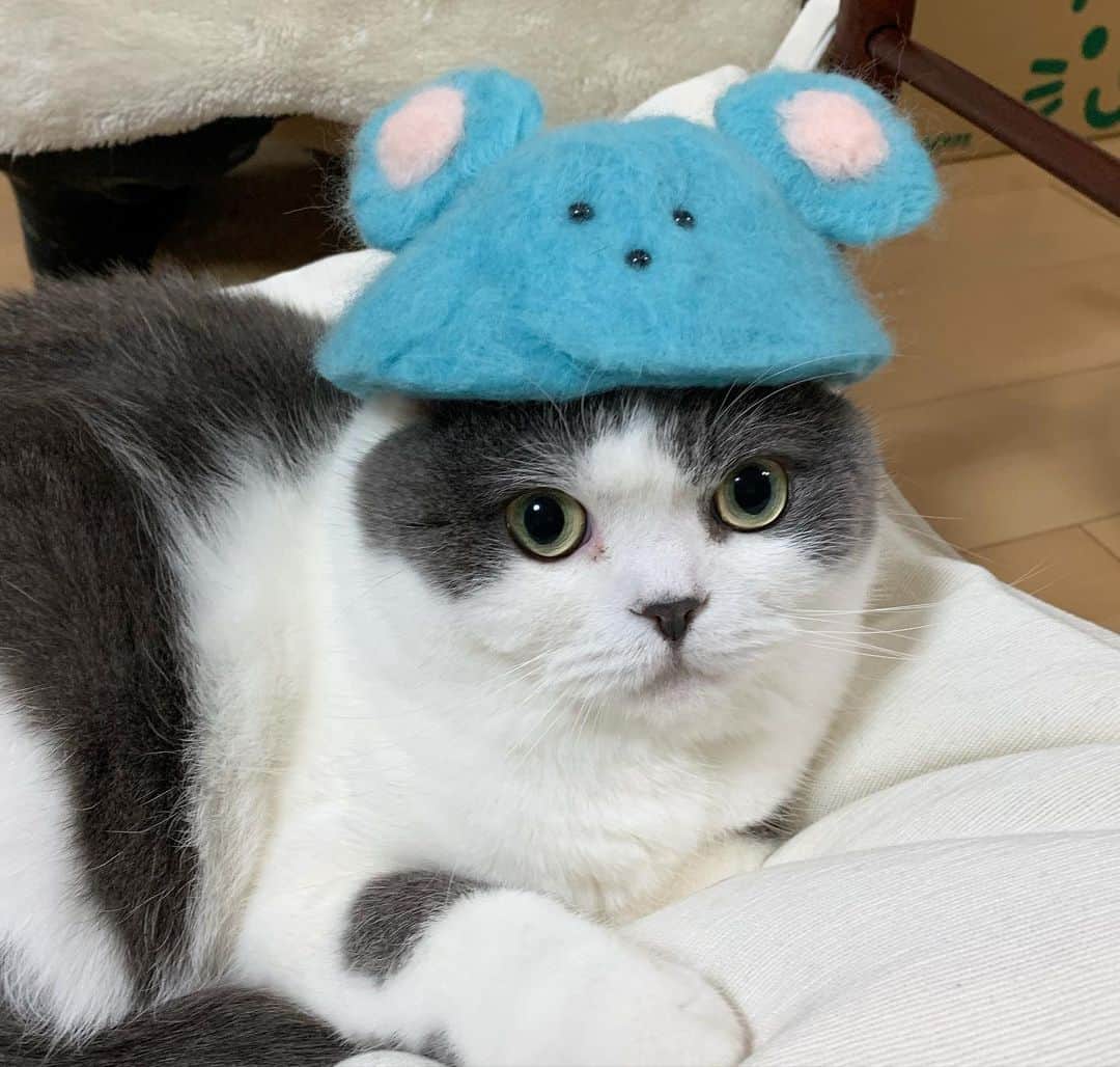 マロニーさんのインスタグラム写真 - (マロニーInstagram)「ハル＜　あけましておめれとうございます🎍😸 マロニー＜　今年もよろしくな‼️😻 ハル＜　あのねあのね、ねずみの被り物はね、母が作ってくれたんだよ😼 （いつもいいねありがとうございます❤️今年もマロハルとのんびり過ごしたいと思います🐈これからもよろしくお願いします💕） #あけおめ　#子年　#ネズミ　#ねずみどし　#ねずみ年 #マシュマロマロニー #猫　#ねこ　#ネコ　#cat #scottishfold #スコティッシュフォールド　#モフモフ」1月5日 0時11分 - masyumaromaroni