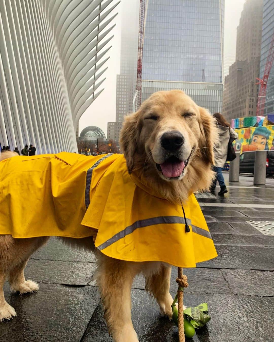 ショーン・オプリーさんのインスタグラム写真 - (ショーン・オプリーInstagram)「Is dogs in rain jackets a thing?#dogsinrainjackets」1月5日 0時25分 - seanopry55