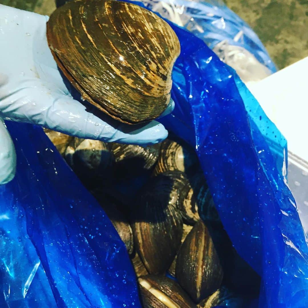 魚金さんのインスタグラム写真 - (魚金Instagram)「令和2年1月5日！ 豊洲市場の初荷です！至る所で札を目にしますが日曜日のせいかな…少し空いているような お値段も普段より少し高い…気がしましたが張り切って買い物しました。 小さめですが北海道のキンキは煮付けや塩焼きで780円のサービス品 青森県さんの白子も天ぷらやフリットで是非！なんと480円北海道のタコ足もビンビン！ ちなみに今年の1番マグロはやはりあのお寿司屋さんが！キロ70万去年より50万安いですがマグロ一本2億円… 本日僕の市場メシは福せんの焼き鳥丼。相変わらずの焼き鳥の存在感で美味かったです！  本日も魚金はアプリのご利用で刺し盛りやカルパッチョが半額になるキャンペーンなども開催していますので夕食がてらのちょい飲みのご利用でもご検討頂ければと思います。  仕入部　片之坂 #魚金 #新橋#新橋居酒屋#居酒屋#銀座#京橋#神田#まぐろ#刺身#吉祥寺#ビール#池袋#花火#先週村#マルタ島#唐揚げ#ブリ#渋谷#クラフトビール#レモンサワー#豊洲市場#牡蠣#夏#ワイン#神田#うに#横浜#food#foodie」1月5日 10時11分 - uokin_koho