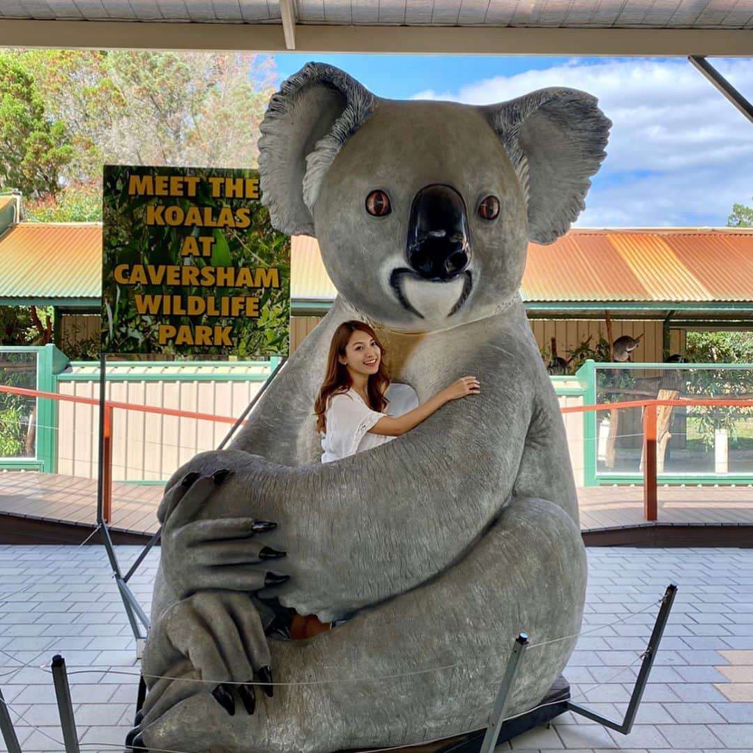 市原彩花さんのインスタグラム写真 - (市原彩花Instagram)「1200年前のコアラはこの大きさだったらしいよ🐨 . . 嘘です（笑） パースからのベルトラ1日ツアーで最初は動物園に行ったよ😸 ワラビーにエサ上げたり、ウォンバットの大きさにビックリしたり、コアラをヨシヨシしたり🥰 ワラビーちゃん、お腹空いてる時はめちゃくちゃ寄ってくるらしいんだけど、私最後に行ったから見向きもされなかった🤣🤣 #australia#オーストラリア#perth#perthphotography#パース#パース旅行#パース観光#珀斯#퍼스#海外旅行#動物園#コアラ#koala#ウォンバット#ワラビー#カンガルー#ベルトラ#veltra#tabirepo#ベルトラ公認旅レポーター」1月5日 10時26分 - ayaka_ichihara