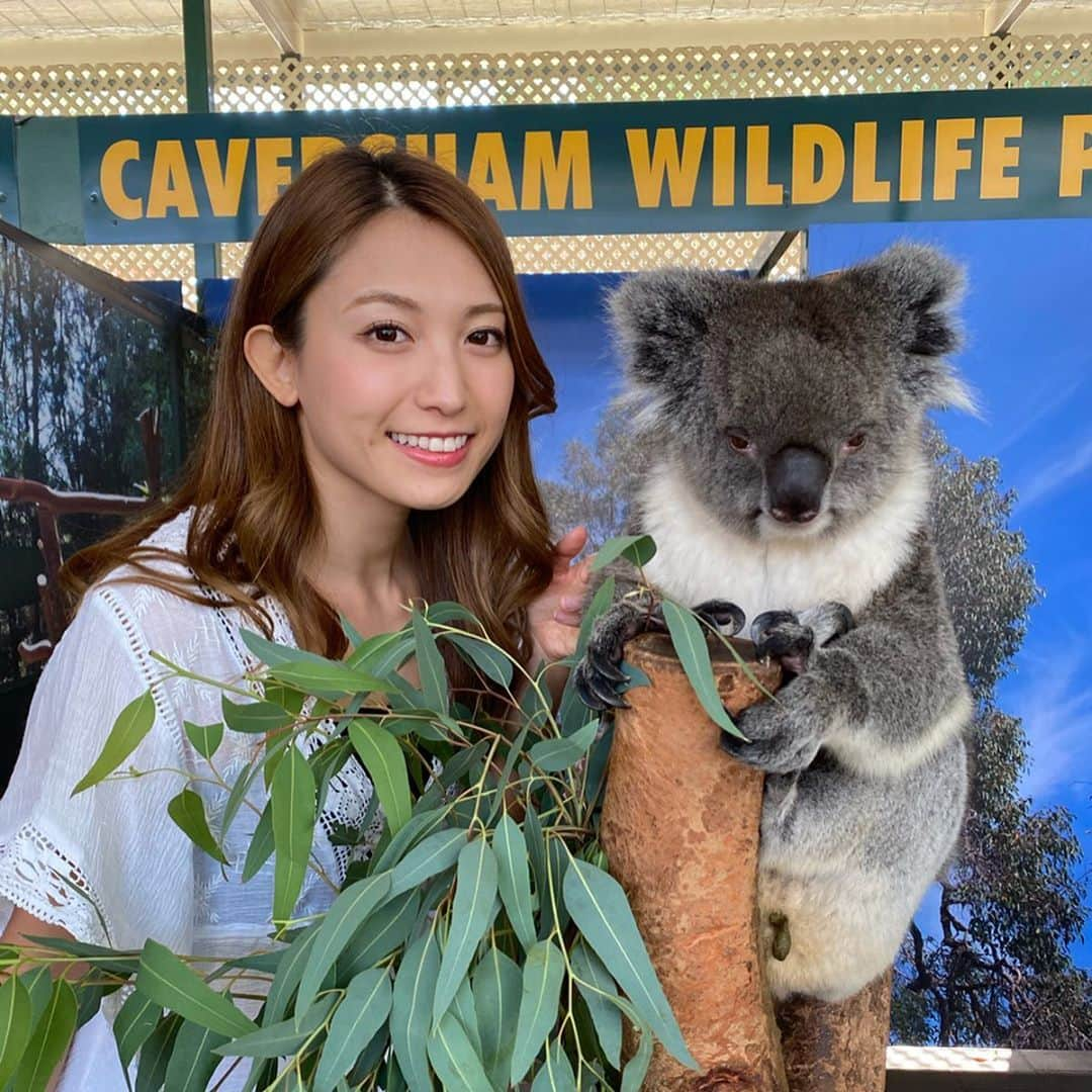 市原彩花さんのインスタグラム写真 - (市原彩花Instagram)「1200年前のコアラはこの大きさだったらしいよ🐨 . . 嘘です（笑） パースからのベルトラ1日ツアーで最初は動物園に行ったよ😸 ワラビーにエサ上げたり、ウォンバットの大きさにビックリしたり、コアラをヨシヨシしたり🥰 ワラビーちゃん、お腹空いてる時はめちゃくちゃ寄ってくるらしいんだけど、私最後に行ったから見向きもされなかった🤣🤣 #australia#オーストラリア#perth#perthphotography#パース#パース旅行#パース観光#珀斯#퍼스#海外旅行#動物園#コアラ#koala#ウォンバット#ワラビー#カンガルー#ベルトラ#veltra#tabirepo#ベルトラ公認旅レポーター」1月5日 10時26分 - ayaka_ichihara