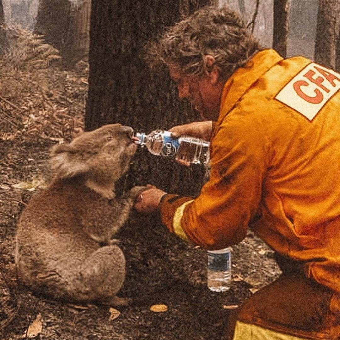 フランコ・ディ・サントさんのインスタグラム写真 - (フランコ・ディ・サントInstagram)「Que tristeza lo q pasa en Australia , pena por la cantidad de animales sufriendo y su país en gral .. Todos con Australia !!! 🙏🐨🦘😢❤️ #australia #animales #tristeza」1月5日 10時55分 - disanto