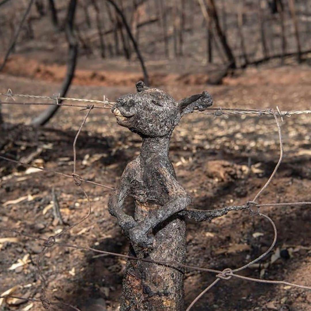 のインスタグラム：「Que tristeza lo q pasa en Australia , pena por la cantidad de animales sufriendo y su país en gral .. Todos con Australia !!! 🙏🐨🦘😢❤️ #australia #animales #tristeza」