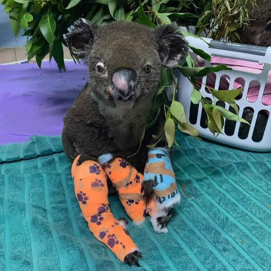 ニッキ・バン ダイクのインスタグラム：「😫😫😫 My heart!! This is the severity for our Australian wildlife. Over 1 BILLION animals lost and counting. I cannot fathom what is going on right now but our furry friends need our help more than ever before. Without a voice!!! Please friends from all over the world help donate to @wildlifevictoria link is in my bio ❤️❤️❤️❤️❤️」