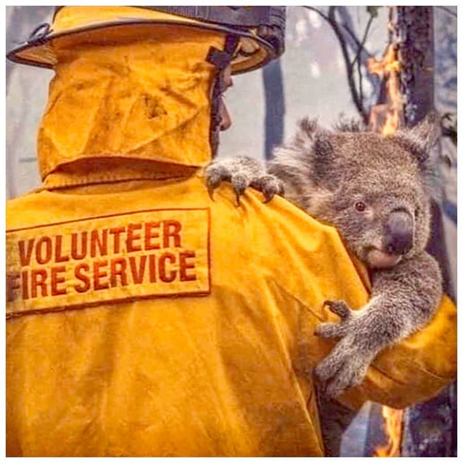 英ヘンリー王子夫妻さんのインスタグラム写真 - (英ヘンリー王子夫妻Instagram)「Our thoughts and prayers are with those across Australia who are continuing to face the devastating fires that have been raging for months.  From areas we are personally connected to such as the communities and people we visited in New South Wales in 2018, to the fires in California and parts of Africa, we are struck by the increasingly overlapping presence of these environmental disasters, including of course the destruction of the Amazon which continues.  This global environmental crisis has now been described as Ecocide. It’s easy to feel helpless, but there’s always a way to help.  To find out how you can lend your support, please see the links below to help as we have.  https://fundraise.redcross.org.au/drr (@redcrossau)  https://www.rfs.nsw.gov.au/about-us/fundraising (@nswrfs)  https://www.cfa.vic.gov.au/about/supporting-cfa#donate-cfa  Photo © @nswrfs / @dale_appleton / Jay Elai」1月5日 4時48分 - sussexroyal