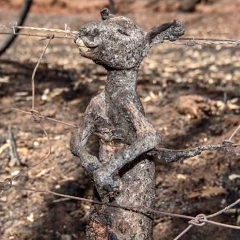ケリー・スレーターのインスタグラム：「#Australia. I’m not sure a picture could better sum up the fear and devastation more succinctly. ••• ••• Please donate at  @redcrossau  @wireswildliferescue  @nswrfs  @wildtofree  @wildcareaustralia  @friends_of_the_koala  @therescuecollective  @currumbinwildlifehospital」