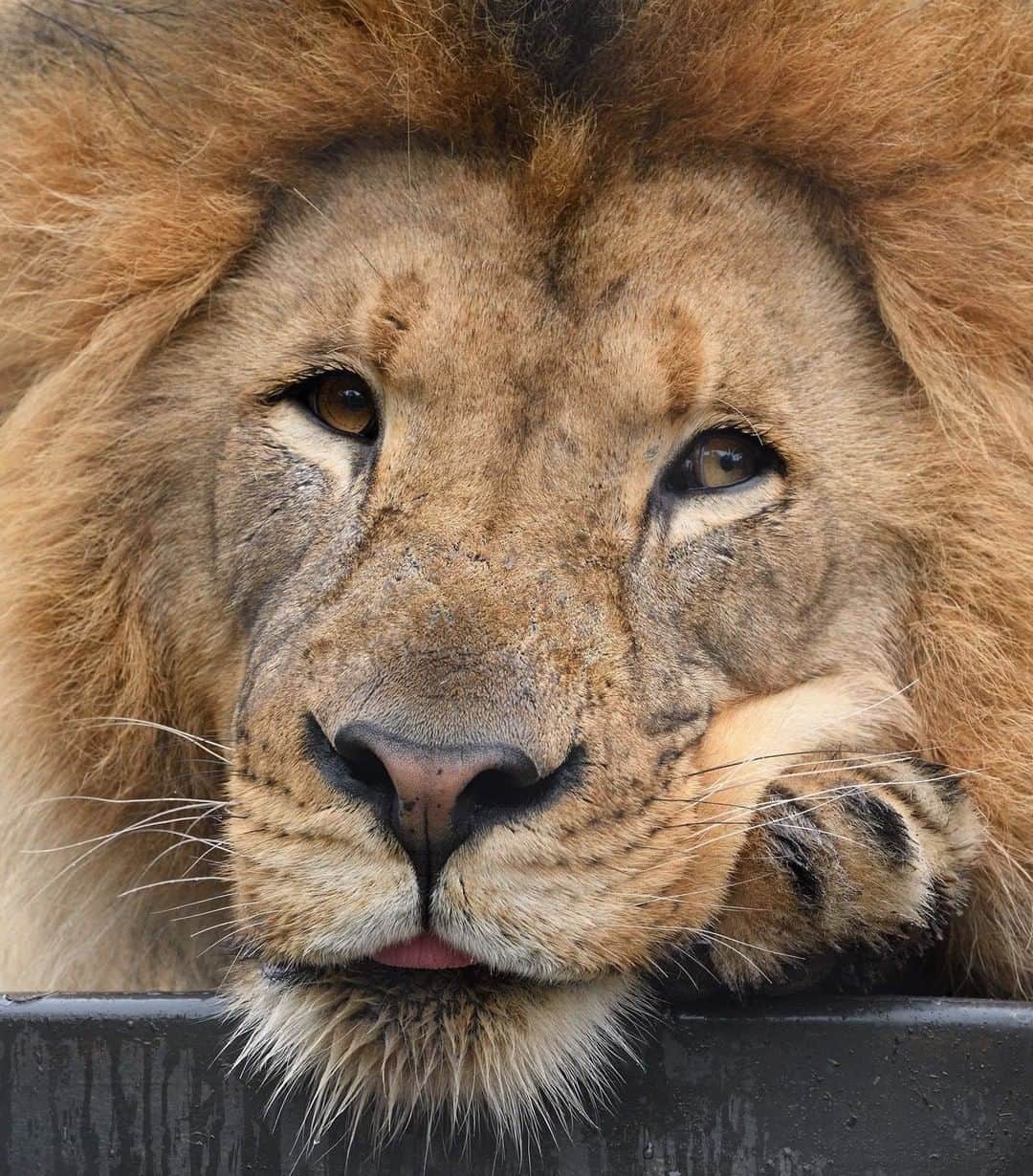 San Diego Zooさんのインスタグラム写真 - (San Diego ZooInstagram)「#Caturday dreamin' on such a winter's day 🎶🦁 A lion’s life is filled with sleeping, napping, and resting. Over the course of 24 hours, these big cats have short bursts of intense activity, followed by long bouts of lying around that total up to 21 hours. #bigcatnaps #lionaround #sandiegozoo 📷 Mike Wilson」1月5日 6時01分 - sandiegozoo