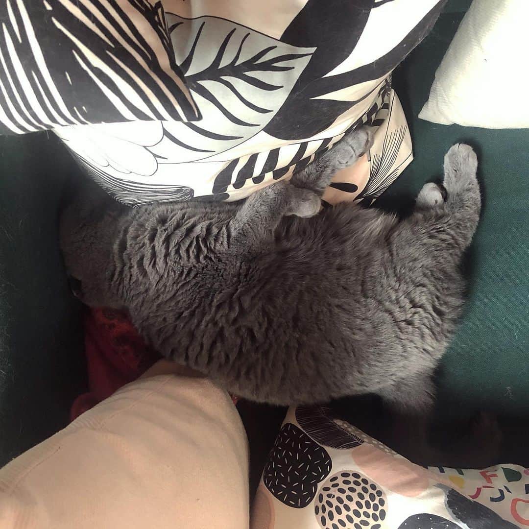 のインスタグラム：「This is my best attempt at camouflaging 😹 #fatcatproblems」
