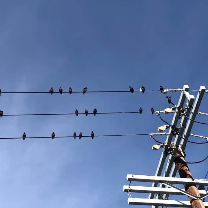 メアリー・マクドネルのインスタグラム：「my state of being manifest.  part sheer happiness part alarm! thank you #birdsofinstagram 👋i love you too」