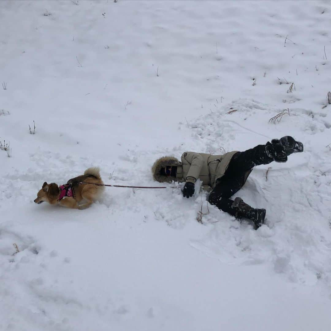 マディソン・ハベルさんのインスタグラム写真 - (マディソン・ハベルInstagram)「@supernovadh is many things, good at walking on a leash is not one of them!」1月5日 8時46分 - splashmadison