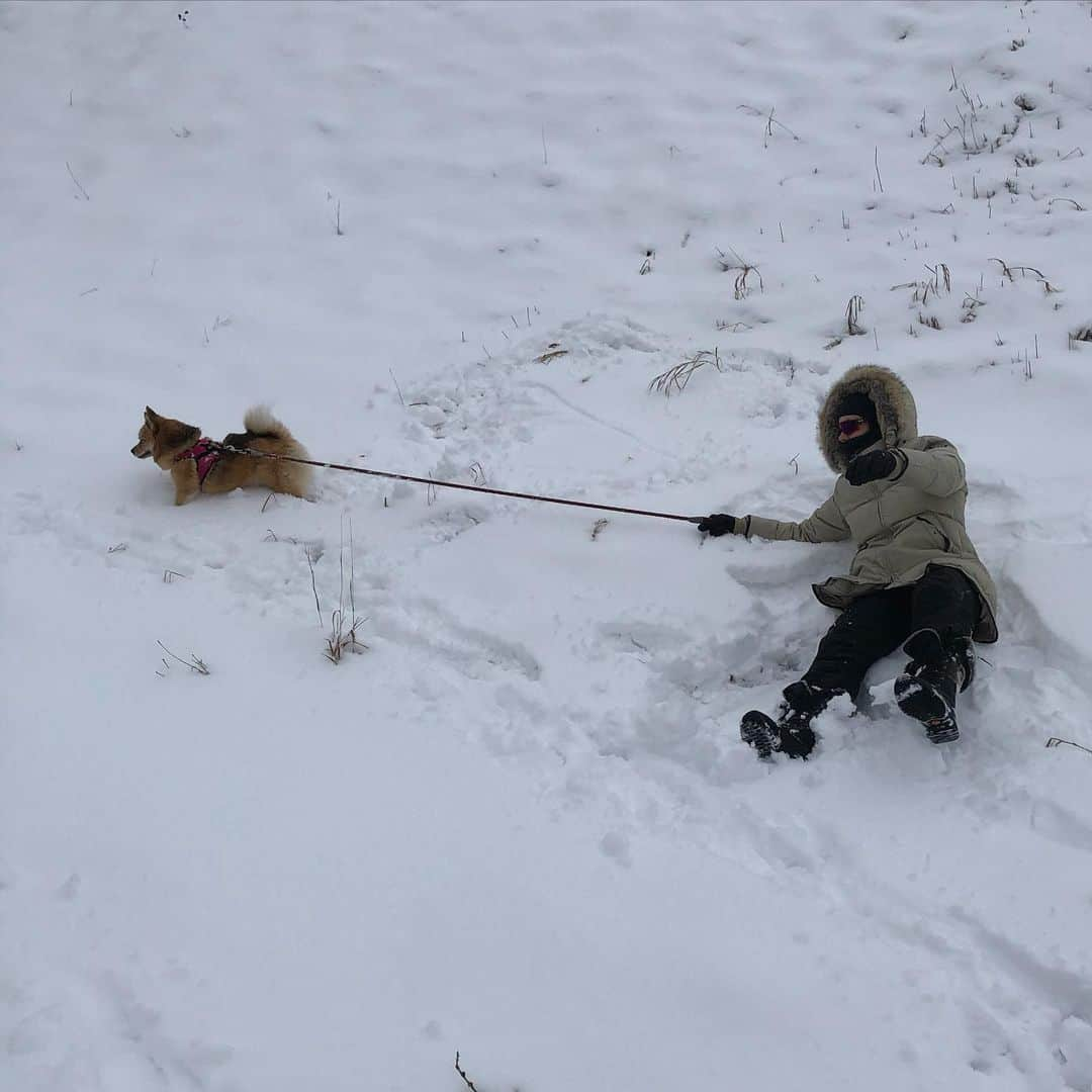 マディソン・ハベルさんのインスタグラム写真 - (マディソン・ハベルInstagram)「@supernovadh is many things, good at walking on a leash is not one of them!」1月5日 8時46分 - splashmadison