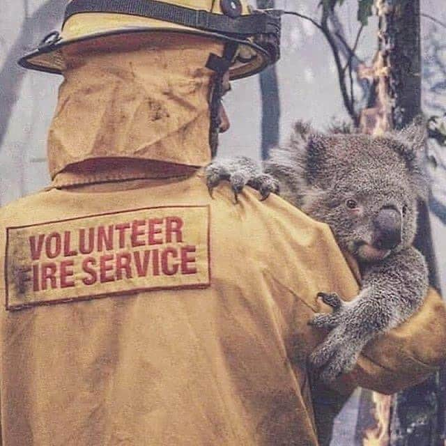 エリザベス・ハーレイさんのインスタグラム写真 - (エリザベス・ハーレイInstagram)「The appalling bushfires in Australia are horrific and the news gets worse and worse: 23 people and half a billion animals have now died and 13 million acres have been destroyed. This glorious country needs our help. Please visit www.redcross.au or  www.secure.animalsaustralia.org ❤️」1月5日 8時56分 - elizabethhurley1