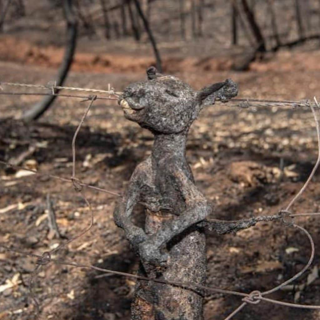 エリザベス・ハーレイさんのインスタグラム写真 - (エリザベス・ハーレイInstagram)「The appalling bushfires in Australia are horrific and the news gets worse and worse: 23 people and half a billion animals have now died and 13 million acres have been destroyed. This glorious country needs our help. Please visit www.redcross.au or  www.secure.animalsaustralia.org ❤️」1月5日 8時56分 - elizabethhurley1