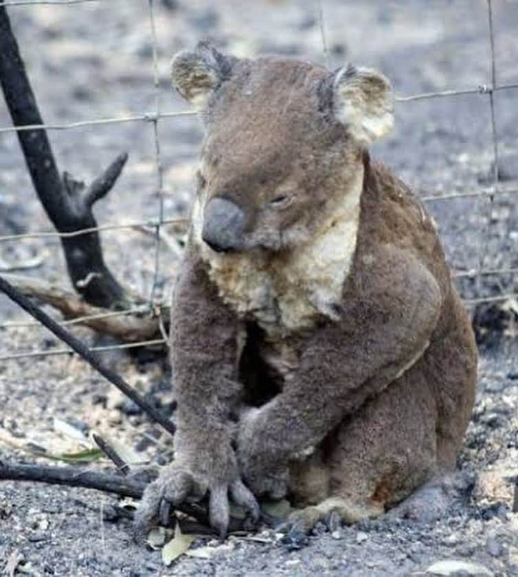 ジェシカ・スタインさんのインスタグラム写真 - (ジェシカ・スタインInstagram)「Australia is BURNING. We cannot look away while so many homes, lives and futures are reduced to ash. We must make the change we want to see for our world, and right now millions can’t see through the smoke.  Our country has been burning for months. 20 lives have been lost, with dozens of people missing. An estimated 500 million animals have perished. Over 12 million acres of land has burnt. These fires will continue to burn for weeks, months to come. Please help in any way that you can wether it be donations of money, resources, time, blood or awareness and advocacy.  Here are some organisations where you can donate: - NSW Rural Fire Service @nswrfs https://www.rfs.nsw.gov.au/volunteer/support-your-local-brigade - Victorian Country Fire Association (CFA) @cfavic https://www.cfa.vic.gov.au/about/supporting-cfa#donate-cfa - Rural Fire Brigade Association Queensland (RFBAQ) https://www.rfbaq.org/donate-to-rfbaq - South Australia Country Fire Service (CFS) https://cfsfoundation.org.au/donate - WIRES - NSW Wildlife Information, Rescue and Education Service https://www.wires.org.au/donate/now - Fire Relief Fund for First Nation Communities https://au.gofundme.com/f/fire-relief-fund-for-first-nations-communities - Direct donation to the families of 3 NSW fire fighters who lost their lives http://www.rfs.nsw.gov.au/news-and-media/general-news/featured/support-for-firefighter-families  Just one incredible human @celestebarber has made waves from ripples with her fundraiser for the RFS, the link is in my Bio where anyone can easily internationally donate.  If anyone displaced needs somewhere to stay, I have a spare room available on the Central Coast.  I’m sorry I haven’t been sharing for months as I have been struggling with my health, and found that being online wasn’t the best place for me. But in times of need, social media can unite and empower us all. The ability to empathise with and support those facing catastrophe on the other side of the world should not be taken for granted. We all breathe the same air and wether it be today or tomorrow; climate change will effect us all.  My apologies for not being able to locate image credits, please email me.」1月5日 8時58分 - tuulavintage