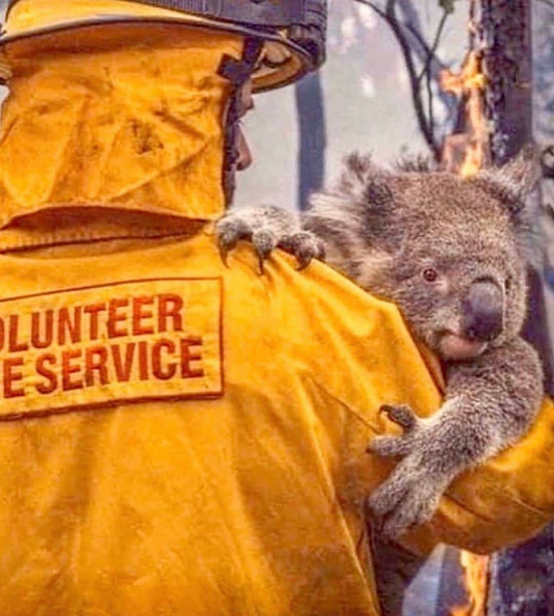 ジェシカ・スタインさんのインスタグラム写真 - (ジェシカ・スタインInstagram)「Australia is BURNING. We cannot look away while so many homes, lives and futures are reduced to ash. We must make the change we want to see for our world, and right now millions can’t see through the smoke.  Our country has been burning for months. 20 lives have been lost, with dozens of people missing. An estimated 500 million animals have perished. Over 12 million acres of land has burnt. These fires will continue to burn for weeks, months to come. Please help in any way that you can wether it be donations of money, resources, time, blood or awareness and advocacy.  Here are some organisations where you can donate: - NSW Rural Fire Service @nswrfs https://www.rfs.nsw.gov.au/volunteer/support-your-local-brigade - Victorian Country Fire Association (CFA) @cfavic https://www.cfa.vic.gov.au/about/supporting-cfa#donate-cfa - Rural Fire Brigade Association Queensland (RFBAQ) https://www.rfbaq.org/donate-to-rfbaq - South Australia Country Fire Service (CFS) https://cfsfoundation.org.au/donate - WIRES - NSW Wildlife Information, Rescue and Education Service https://www.wires.org.au/donate/now - Fire Relief Fund for First Nation Communities https://au.gofundme.com/f/fire-relief-fund-for-first-nations-communities - Direct donation to the families of 3 NSW fire fighters who lost their lives http://www.rfs.nsw.gov.au/news-and-media/general-news/featured/support-for-firefighter-families  Just one incredible human @celestebarber has made waves from ripples with her fundraiser for the RFS, the link is in my Bio where anyone can easily internationally donate.  If anyone displaced needs somewhere to stay, I have a spare room available on the Central Coast.  I’m sorry I haven’t been sharing for months as I have been struggling with my health, and found that being online wasn’t the best place for me. But in times of need, social media can unite and empower us all. The ability to empathise with and support those facing catastrophe on the other side of the world should not be taken for granted. We all breathe the same air and wether it be today or tomorrow; climate change will effect us all.  My apologies for not being able to locate image credits, please email me.」1月5日 8時58分 - tuulavintage