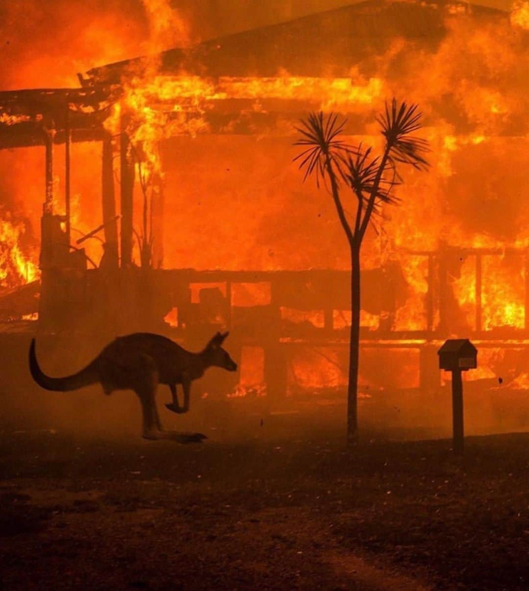 ジェシカ・スタインさんのインスタグラム写真 - (ジェシカ・スタインInstagram)「Australia is BURNING. We cannot look away while so many homes, lives and futures are reduced to ash. We must make the change we want to see for our world, and right now millions can’t see through the smoke.  Our country has been burning for months. 20 lives have been lost, with dozens of people missing. An estimated 500 million animals have perished. Over 12 million acres of land has burnt. These fires will continue to burn for weeks, months to come. Please help in any way that you can wether it be donations of money, resources, time, blood or awareness and advocacy.  Here are some organisations where you can donate: - NSW Rural Fire Service @nswrfs https://www.rfs.nsw.gov.au/volunteer/support-your-local-brigade - Victorian Country Fire Association (CFA) @cfavic https://www.cfa.vic.gov.au/about/supporting-cfa#donate-cfa - Rural Fire Brigade Association Queensland (RFBAQ) https://www.rfbaq.org/donate-to-rfbaq - South Australia Country Fire Service (CFS) https://cfsfoundation.org.au/donate - WIRES - NSW Wildlife Information, Rescue and Education Service https://www.wires.org.au/donate/now - Fire Relief Fund for First Nation Communities https://au.gofundme.com/f/fire-relief-fund-for-first-nations-communities - Direct donation to the families of 3 NSW fire fighters who lost their lives http://www.rfs.nsw.gov.au/news-and-media/general-news/featured/support-for-firefighter-families  Just one incredible human @celestebarber has made waves from ripples with her fundraiser for the RFS, the link is in my Bio where anyone can easily internationally donate.  If anyone displaced needs somewhere to stay, I have a spare room available on the Central Coast.  I’m sorry I haven’t been sharing for months as I have been struggling with my health, and found that being online wasn’t the best place for me. But in times of need, social media can unite and empower us all. The ability to empathise with and support those facing catastrophe on the other side of the world should not be taken for granted. We all breathe the same air and wether it be today or tomorrow; climate change will effect us all.  My apologies for not being able to locate image credits, please email me.」1月5日 8時58分 - tuulavintage