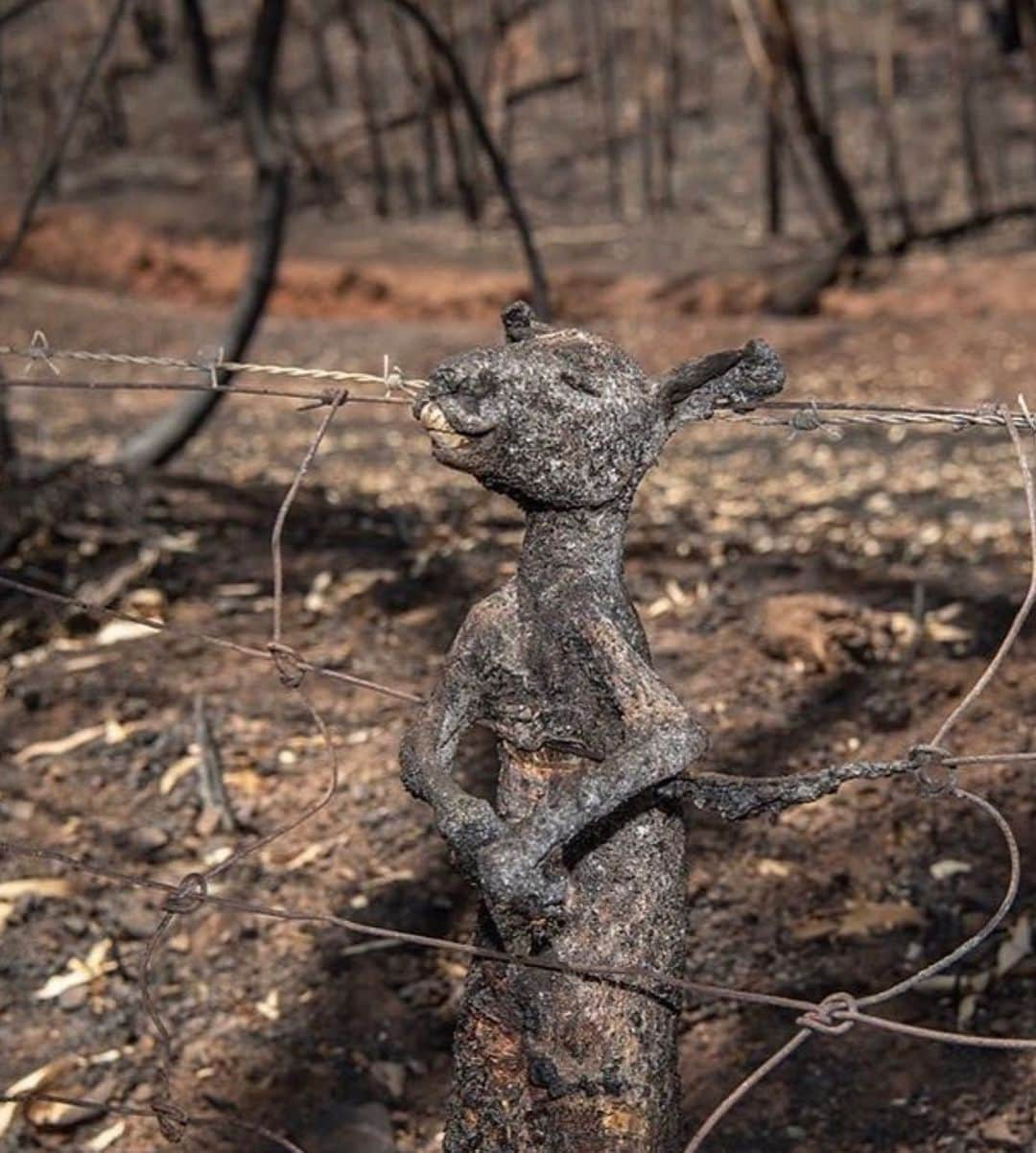 ジェシカ・スタインさんのインスタグラム写真 - (ジェシカ・スタインInstagram)「Australia is BURNING. We cannot look away while so many homes, lives and futures are reduced to ash. We must make the change we want to see for our world, and right now millions can’t see through the smoke.  Our country has been burning for months. 20 lives have been lost, with dozens of people missing. An estimated 500 million animals have perished. Over 12 million acres of land has burnt. These fires will continue to burn for weeks, months to come. Please help in any way that you can wether it be donations of money, resources, time, blood or awareness and advocacy.  Here are some organisations where you can donate: - NSW Rural Fire Service @nswrfs https://www.rfs.nsw.gov.au/volunteer/support-your-local-brigade - Victorian Country Fire Association (CFA) @cfavic https://www.cfa.vic.gov.au/about/supporting-cfa#donate-cfa - Rural Fire Brigade Association Queensland (RFBAQ) https://www.rfbaq.org/donate-to-rfbaq - South Australia Country Fire Service (CFS) https://cfsfoundation.org.au/donate - WIRES - NSW Wildlife Information, Rescue and Education Service https://www.wires.org.au/donate/now - Fire Relief Fund for First Nation Communities https://au.gofundme.com/f/fire-relief-fund-for-first-nations-communities - Direct donation to the families of 3 NSW fire fighters who lost their lives http://www.rfs.nsw.gov.au/news-and-media/general-news/featured/support-for-firefighter-families  Just one incredible human @celestebarber has made waves from ripples with her fundraiser for the RFS, the link is in my Bio where anyone can easily internationally donate.  If anyone displaced needs somewhere to stay, I have a spare room available on the Central Coast.  I’m sorry I haven’t been sharing for months as I have been struggling with my health, and found that being online wasn’t the best place for me. But in times of need, social media can unite and empower us all. The ability to empathise with and support those facing catastrophe on the other side of the world should not be taken for granted. We all breathe the same air and wether it be today or tomorrow; climate change will effect us all.  My apologies for not being able to locate image credits, please email me.」1月5日 8時58分 - tuulavintage