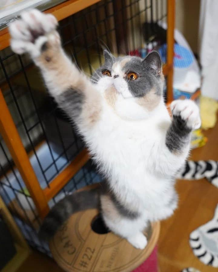 NEKOくらぶさんのインスタグラム写真 - (NEKOくらぶInstagram)「|| 😸あたち、もうちょっとで幸せつかめるにゃ。⠀ @yanapi1028 さんの作品ですにゃ（＝ΦωΦ＝）⠀ *⠀ いいね！＆コメント大歓迎！！⠀ *⠀ #nekoclub #NEKOくらぶ #Japan #Photo #写真 #日本 #cat #ネコ #ねこ #猫 ⠀ Follow: @nekoclub_jpn⠀ *⠀ ▼【廣済堂出版共同企画】NEKOくらぶの皆さまとつくる「NEKOくらぶ写真集」、発売中♪（＝ΦωΦ＝）⠀ ※詳細は本アカウント「 @nekoclub_jpn 」のプロフィールに固定しているハイライトから」1月5日 10時00分 - nekoclub_jpn