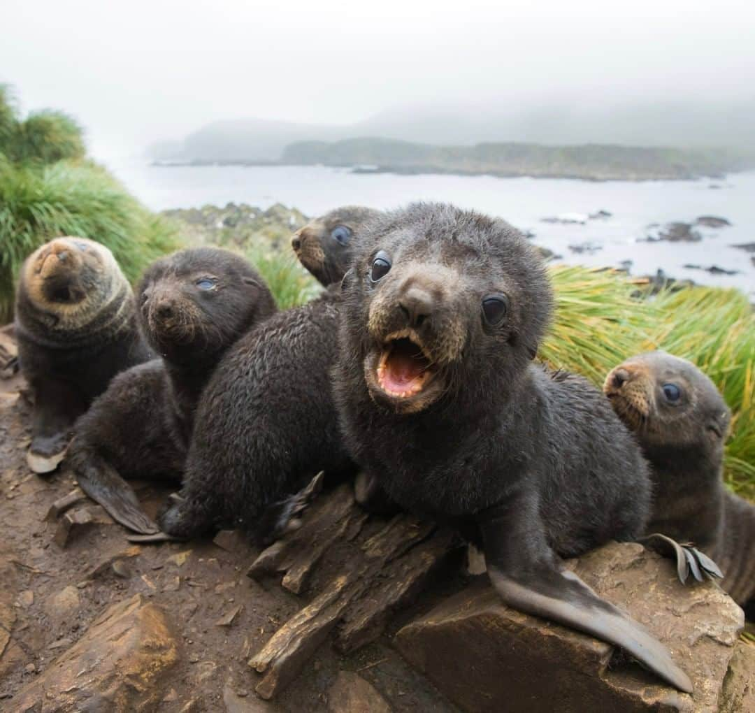 National Geographic Travelさんのインスタグラム写真 - (National Geographic TravelInstagram)「Photo by @bertiegregory | Antarctic fur seal pups wait impatiently for their mothers on Bird Island, South Georgia. Having given birth to these pups just a few weeks earlier, the mothers leave for five to eight days at a time to go fishing. During the wait the pups bleat like little sheep.  These fur seals are a great conservation success story. After Captain Cook put South Georgia on the map in 1775, he sent word back to England about enormous numbers of seals. A brutal massacre then followed, peaking in 1800 when 112,000 pelts were taken in just a single season. This harvest continued until the seals were hunted down to just 400 individuals. Since then, protection and good governing have allowed them to bounce back to a population of over three million. Follow @bertiegregory for more wildlife adventures. #seal #pup #cute #southgeorgia」1月5日 10時04分 - natgeotravel