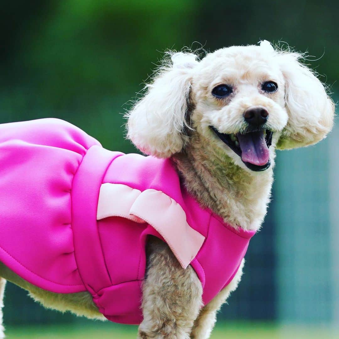 田中康夫のインスタグラム：「遅ればせながら新年のご挨拶よ💝LOTTA🎉 #doglover」