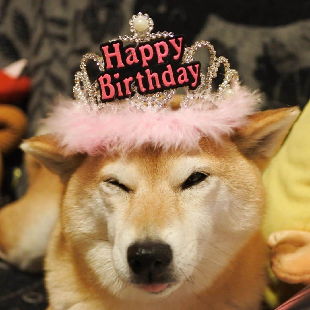 マロたんのインスタグラム：「Today is my 9th birthday. 9歳になりました😋 #birthday  #shiba #shibainu #weeklyfluff」