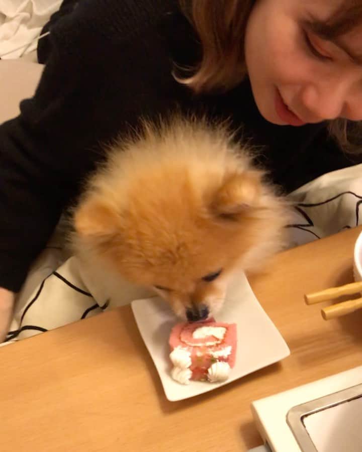 RIO POMEのインスタグラム：「いまさらながら😅  あけましておめでとうございます🎍 今年もノロノロ運転ですがよろしくお願いします✨  今日はリオのお誕生日🎂  にいちゃんとはびちゃんがリオのお誕生日ケーキを買ってきてお祝いしてくれました✨  あいかわらず食べるのはヘタッピです🐶  2枚目はもっと欲しいなあ〜  だけど食べすぎ注意だからね✨ また明日ね❤️ #ポメラニアン #pomeranian  #犬 #dog #dogstagram#doglover #愛犬 #わんこ #ポメラニアン大好き #ポメラニアンが世界一可愛い #pom #ぽめらにあん #ポメ#pomeraniansofinstagram  #pomeranianlove #ふわもこ部 #いぬバカ部 #癒しわんこ#instapic#pomstagram #puppy #dogsofinstagram #cute#cutedog」