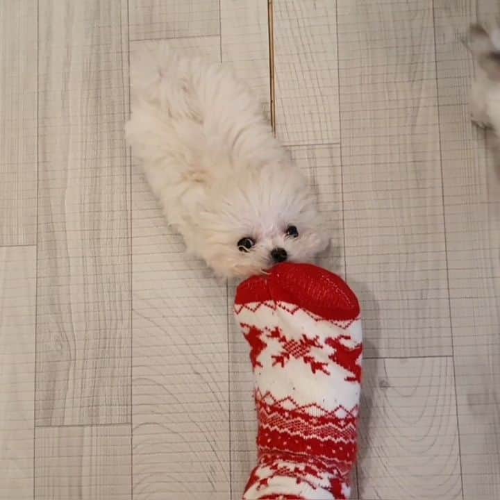 띠비비샤샤루루슈엘のインスタグラム：「. 오빠 청소해야하는데, 오빠만 졸졸졸🐧 . I have to clean it! PENG!!🐧 Did you have a snack on my socks? . . . #PENG #펭 #Teddybear #bichon #bichonfrise #비숑프리제 #비숑그램」