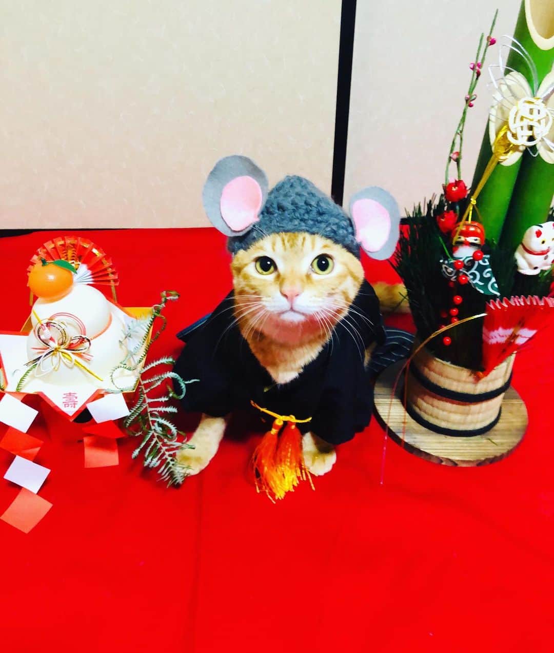マロさんのインスタグラム写真 - (マロInstagram)「明けましておめでとうございます🎍 Happy new year❣️ 今年も楽しい投稿をマロペースでしていきますので、よろしくお願いします🙇‍♀️💕 We will be posting fun posts at a Maro pace this year, thank you for your support! ☆ #cat#cats#catsofinstagram#😻 #japaneseculture#ねこ#ネコ#猫 #2020年#ねこ部#ふわもこ部#新年 #ねずみ年#よろしくお願いします」1月5日 20時13分 - rinne172