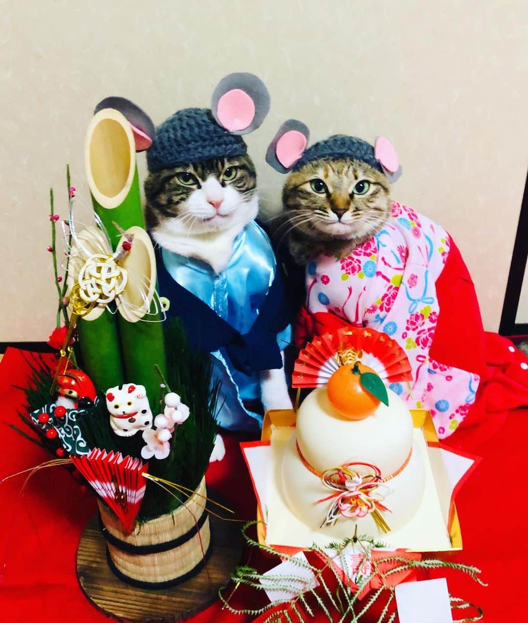 マロさんのインスタグラム写真 - (マロInstagram)「明けましておめでとうございます🎍 Happy new year❣️ 今年も楽しい投稿をマロペースでしていきますので、よろしくお願いします🙇‍♀️💕 We will be posting fun posts at a Maro pace this year, thank you for your support! ☆ #cat#cats#catsofinstagram#😻 #japaneseculture#ねこ#ネコ#猫 #2020年#ねこ部#ふわもこ部#新年 #ねずみ年#よろしくお願いします」1月5日 20時13分 - rinne172