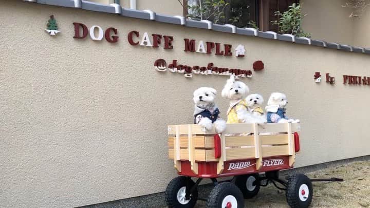 マルチーズ兄妹♡おかゆとおもちのインスタグラム：「…🐶☕💭💕 . . 今日はお正月最後の休み 家から車で20分の所に最近オープンした、ドッグカフェ＆ドッグランのお店 MAPLEさん @dogcafemaple にお出掛け🐶 . 東京旅行以来お久しぶりの３マル🐶💕くう、そら、かいちゃんファミリーと一緒でした😊 @kuu.sora.kai . ３マル🐶💕パパさん製作のわんこ号におかゆ、もっちも乗せてもらったよ🙌🎶 . 今回はプライベートドッグランを貸切。 おかゆは相変わらず、ドッグウンウン💩💩😓 それにウォーキングしながら、マーキング💦💦😅 もっちは人を見つけては、ドッグワンワン🤣 . あーぁ、ランランしてるのは３マル🐶💕ちゃんだけ😂 . . 素敵なお店だったので、会員になってきました。また、行こーっと🚙💨✨ . . #dogcafemaple  #ドッグカフェメイプル  #ドッグカフェ . . #maltese #malteseofinstagram #happydog #dogsmile #doglove #doglover #dogstagram #instadog #lovedogs #ilovemydog #cutedog #dogoftheday #instapet #말티즈 #fluffypack . #okayusan #マルチーズ #犬バカ部 #白い犬 #わんこ #愛犬  #犬のいる暮らし  #エブリドッグ  #ふわもこ部 #鼻ぺちゃ #マルチーズ兄妹 . .」