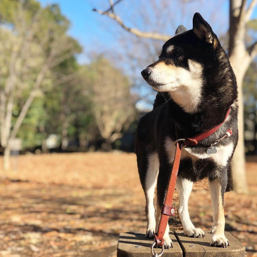 vo_coさんのインスタグラム写真 - (vo_coInstagram)「🐾 本年度、森へ初出勤 先日のせせらぎでは珍しくおやつたくさん食べたのに、今朝は誰からも何も食べなかった孤高の偏屈柴犬がこちらになります😅 * #非常勤柴こたつ  #shibastagram #instashiba #shiba #shibainu #黒柴 #柴犬」1月5日 12時04分 - vo_co