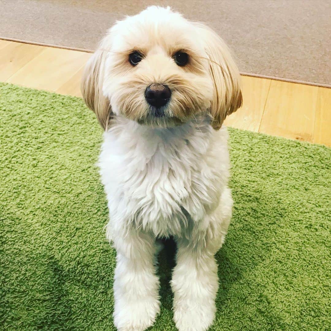 北山陽一のインスタグラム：「この圧もまあまあだな。#きたやまおもち」