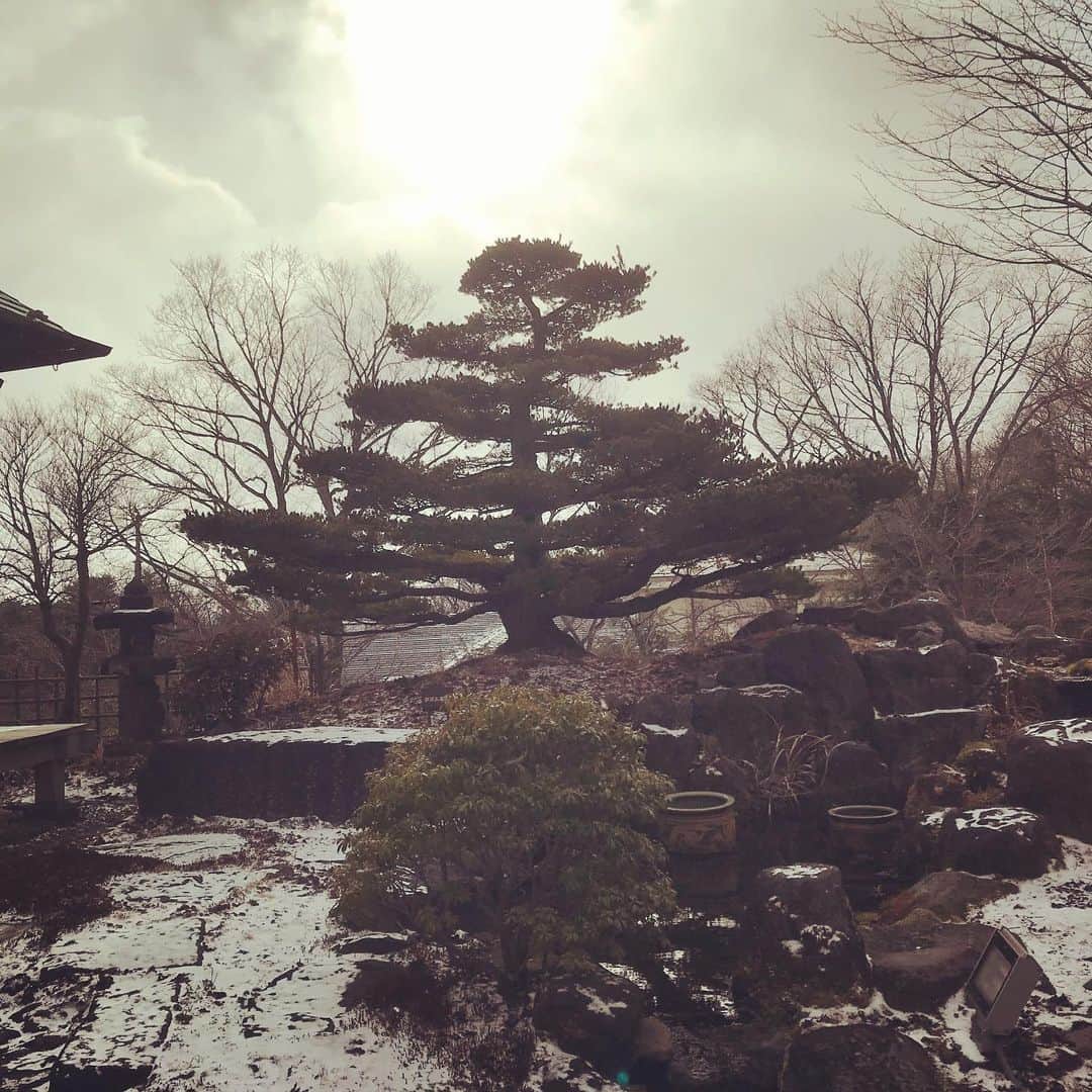 宇野剛史のインスタグラム：「🎊新年は那須高原から始めてます。  #那須高原 #那須五葉松」