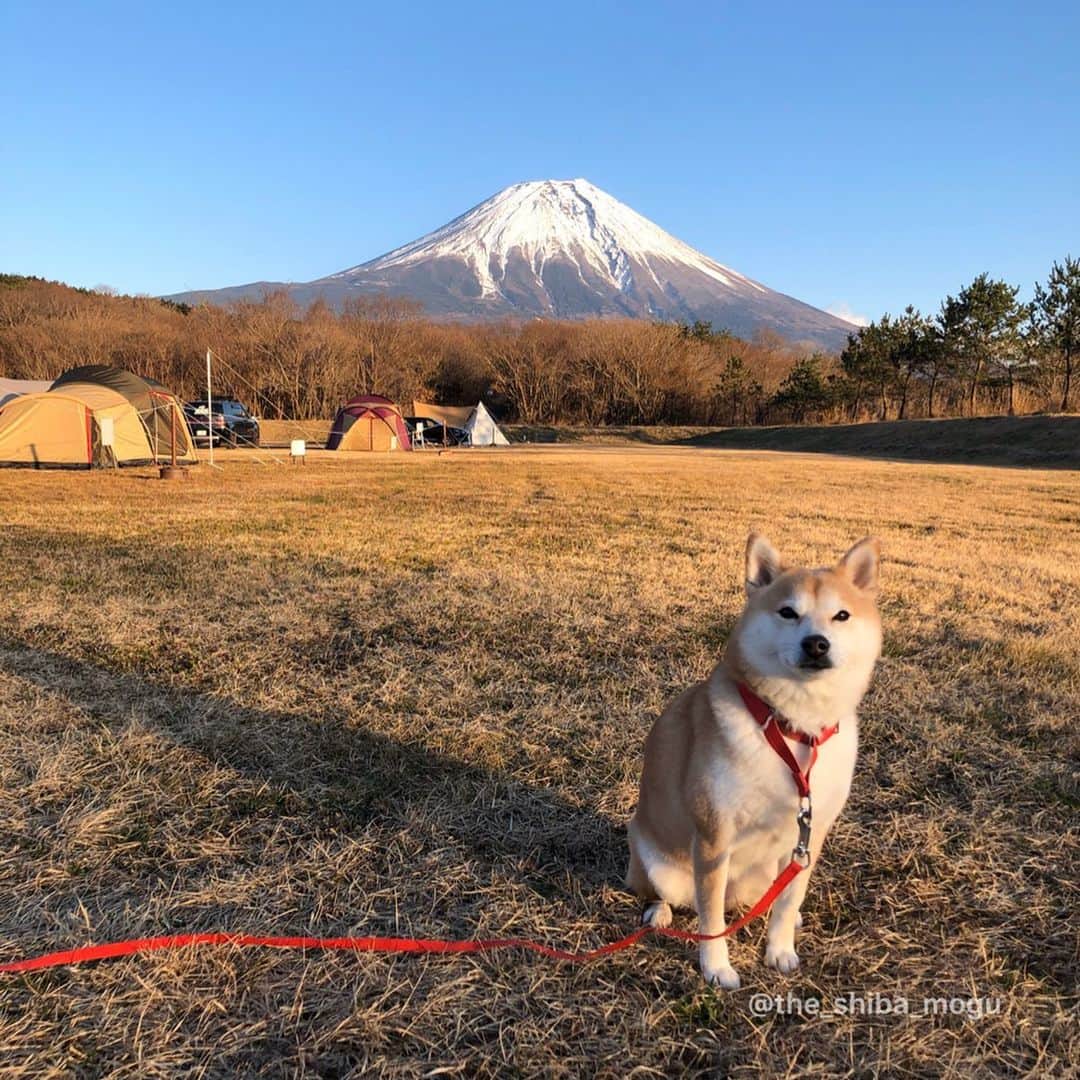 Moguのインスタグラム：「. あけましておめでとうございますなの🎍 本年もよろしくお願いいたしますなの。 #happynewyear  I went camping. #正月キャンプ #もぐキャン ①富士山ともぐ ②薪ともぐ ③寒くて毛布にくるまるもぐ ④⑤ストーブの前で余裕こくもぐ ⑥朝日を眺めながら清々しい気分に浸るもぐ ⑦せっせとあさんぽするもぐ . @the_shiba_mogu  #柴犬 #shibainu #shiba#赤柴 #redshiba#犬 #dog#しばいぬ#nannydog#犬と子供#子供と犬#柴犬と子供#柴#赤ちゃんと犬#犬と赤ちゃん#柴犬と赤ちゃん#赤ちゃんと柴犬#柴犬のいる暮らし#子守犬#犬とキャンプ#柴犬とキャンプ」