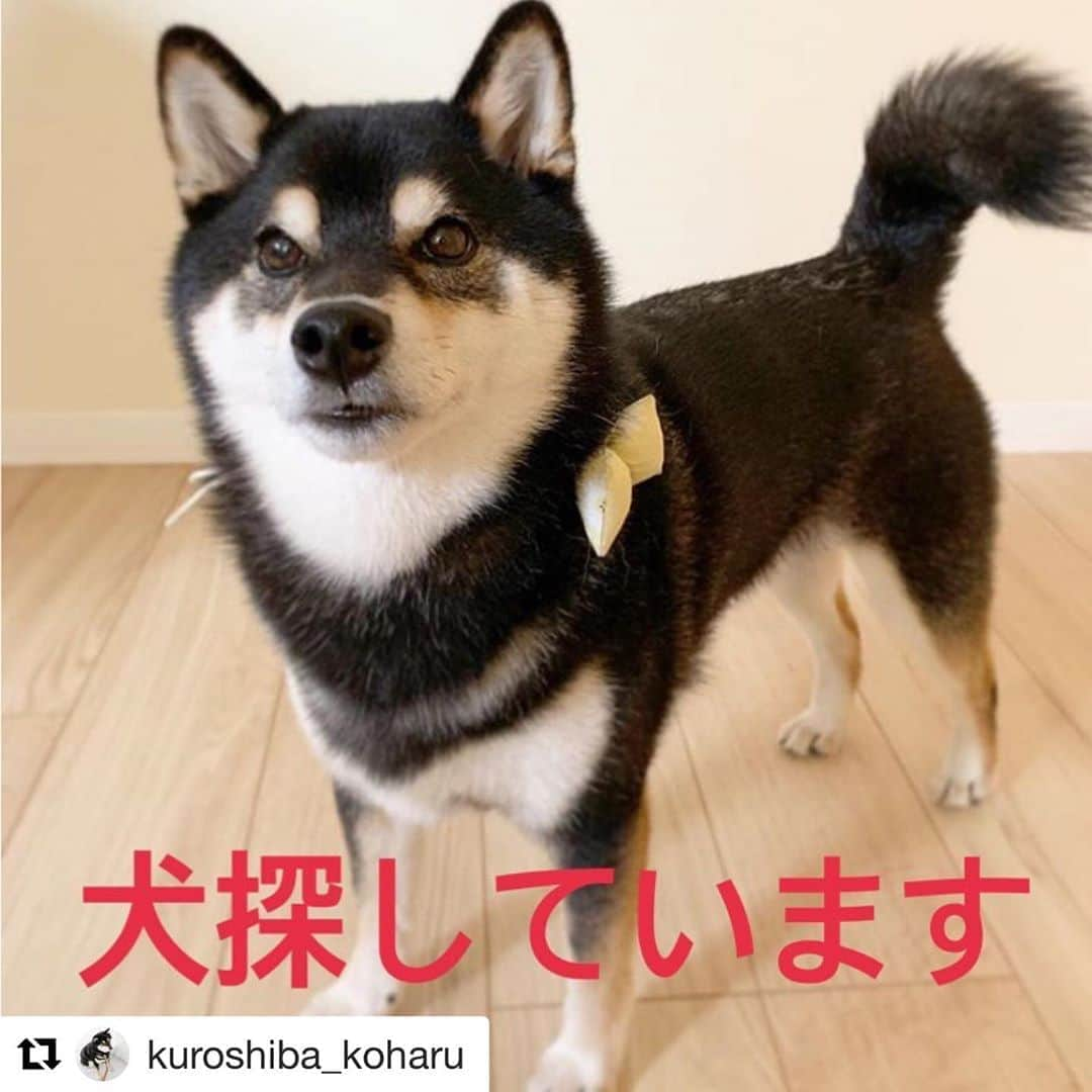 豆柴にこちゃんさんのインスタグラム写真 - (豆柴にこちゃんInstagram)「🐶 【⚠️広島県呉市の迷い犬】 . フォローしてる、わさび&もずくちゃん @wasa.mooooochan の投稿で 見つけた迷い犬情報、 拡散させていただきます。 みつかりますように🙏 . 詳細は飼い主さんのインスタを ご確認ください . ↓以下、飼い主さんの投稿引用 . #Repost @kuroshiba_koharu ・・・ #拡散お願いします @kuroshiba_koharu ＊ ＊ 【逃げた時の詳細】 ＊ ⚠逃げた場所と時間 〇2020年1月3日午前中 〇広島県呉市広白石のヤマダ電機近くの家に預けていたところ、庭から出てしまい帰ってきてません。 ＊ ⚠逃げた時付けていたもの 〇革の茶色の首輪をしており、首輪には名前と連絡先の電話番号が記載されています。 〇写真の中まるでかこったポンポンのような首飾りもつけています。 〇毛で埋もれていると思いますが、カプセル状の名前と電話番号の紙の入った迷子ペンダントもつけています。 ＊ 【犬の見た目】 黒柴 ちいさめ　 豆柴より少し大きいくらい 体高35cm程度 名前、こはる 体重、8kg無いくらい 基本吠えない、静かでおとなしい 好きな食べ物は、チーズ、ヨーグルト、パン 知らない人は怖いのか隠れる、逃げる 知っている人や犬にのみ喜ぶ ＊ 【確かな目撃情報】 3日午前10時頃、逃げたすぐと思われる時間、 呉市広白石のフレスタからマックスバリュー方面に行く裏道で一緒に逃げた茶色の柴犬と歩いているのを目撃されています。（茶柴は見つかっています） #広島県 #呉市 #呉市広 #広白石 #迷子犬 #迷子 #迷子犬情報 #maigo_dog #探しています  #黒柴小春探しています」1月5日 13時34分 - nikochan.mame48