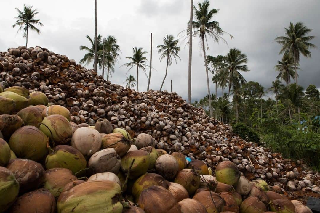 National Geographic Travelさんのインスタグラム写真 - (National Geographic TravelInstagram)「Photo by @amandamustard | A mountain of coconut husks piles up at a coconut plantation on the island coast of Ko Samui, Thailand. After tourism, coconut farming is the island's second largest industry, with over two million coconuts shipped to Bangkok alone each month.」1月5日 14時10分 - natgeotravel