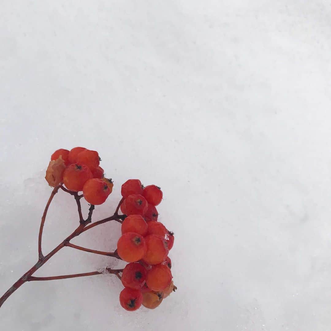 辻沙穂里さんのインスタグラム写真 - (辻沙穂里Instagram)「. 雪国の冬の街並みには 必ずといっていいほど存在するこの赤い実🎈 雪の白さに映えて儚くてかわいい♡ #雪国#ナナカマド」1月5日 14時18分 - saoritsuji0517