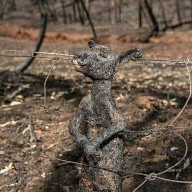 ヒラリー・ダフさんのインスタグラム写真 - (ヒラリー・ダフInstagram)「The next photo is absolutely gut wrenching. The fires in beautiful Australia are covering the entire country 14.7 million acres have burned. That is an unfathomable number. Half a billion animals GONE. Burned alive. 💔💔 its a strange feeling of guilt  to be enjoying my honeymoon in South Africa in a similar landscape where the animals are healthy and free and such devastating circumstances for others occurring at the same moment. Homes burned, people displaced and unfortunately some lives lost. @Matthewkoma and I are coming up with a number that we feel comfortable with to donate and will keep you posted on that. Please do what you can」1月5日 14時55分 - hilaryduff