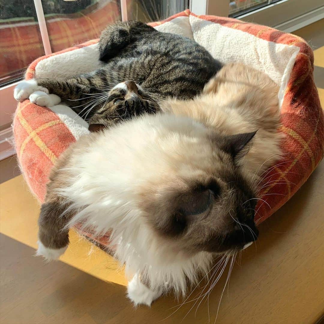 takegaeruのインスタグラム：「長い休みも終わりです 明日から頑張りましょう✨ #cat #猫 #ragdoll #ラグドール #ホワイトポッチーズ #よもねこ #よもぎねこ #キジトラ #きじとら」