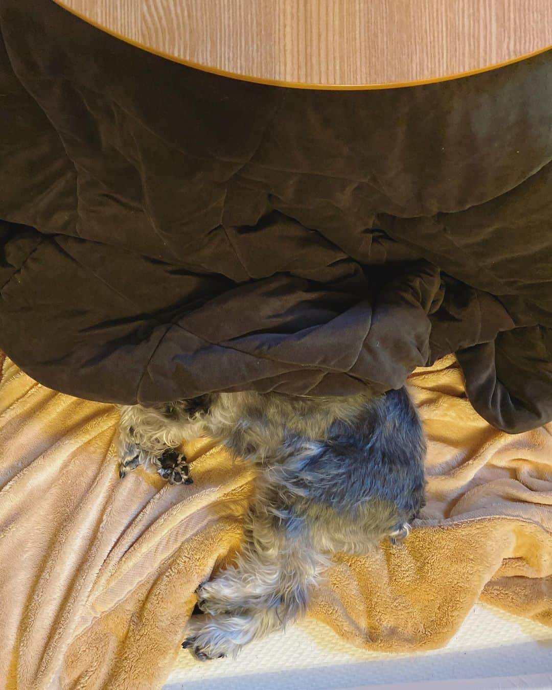 北川けんいちさんのインスタグラム写真 - (北川けんいちInstagram)「ねむそなまる氏 コタツからトージョー  #miniatureschnauzer  #ミニチュアシュナウザー  #しゅなすたぐらむ  #こたつ犬  #こたつ  #寝起き犬」1月5日 17時09分 - kenichi_kitagawa