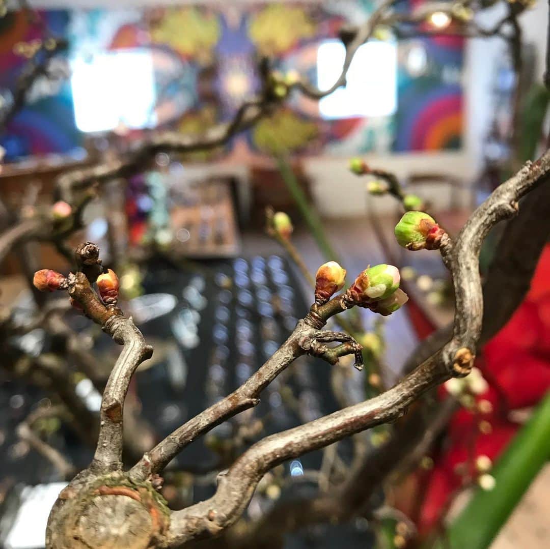 GLOBE SPECS_officialさんのインスタグラム写真 - (GLOBE SPECS_officialInstagram)「代官山店のウィンドウも新年にふさわしい、chibiさんの素敵な植栽に飾られています！お近くにお越しの際は、ぜひお立ち寄り下さい！ #植栽 #windowdisplay  @chibi.flower  #store  @globespecs_official  #tokyo  #opticalstore #wholesalebrand  #ahlem #anneetvalentin  #gernotlindner #globespecs  #lescalunetier  #lunor #dianetaylor #laloop #robertmarcnyc」1月5日 17時12分 - globespecs_official