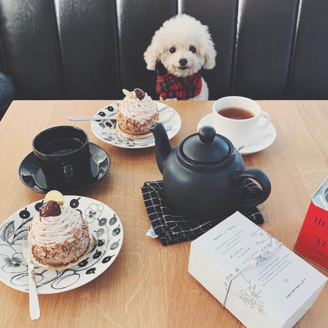 mizuのインスタグラム：「. 今年もよろしくお願いします•ᴥ• . . 年末からなんやかんやとほぼ毎日ケーキを食べているのに、また今日も。。 幸せなお正月休みだった☺︎ 明日から節制しようっと。 . 友達がプレゼントしてくれたロンドンポタリーもお気に入り♡ .  #lotta_lotta #dogstagram #toypoodle #teacuppoodle  #トイプードル #ティーカッププードル #わんこ #犬との暮らし #わんこのいる生活　#パラティッシ　#ロンドンポタリー  #エディアール」