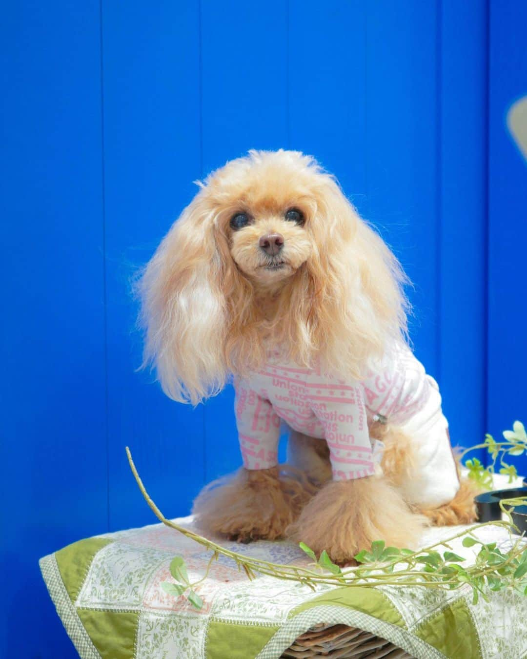 Toypoodle Mikuru?Asakusa Tokyoさんのインスタグラム写真 - (Toypoodle Mikuru?Asakusa TokyoInstagram)「20100105 Sunday. In マロニエゲート銀座as know as de wan.  ❶みきゅるん初お仕事😊 ❷ バッタリ むーちゃんに😆 ➡️左みくる ・NギンガムLOVEPK & NシャーリンチュチュSK ・みくるはピンクを予約してました💓 ➡️右むーちゃん ・NシカゴdeロンT & N革ポッケイージーPT ・むーちゃんはネイビーでメンズライクに😆 ❸ みきゅるんも久々にパンツはいてみた😁 ❹ ギャラ交渉ちう ❺ 待ち合わせしていた レイちゃんも💓 ❻❼ 買い物終わってからのlunch🍻  連休最終日😭 あっという間に終わってしまった冬休み... おやすみちうは殆ど浅草でのんびり過ごしておりました。 秘密基地で走ったり、パパと3人でlunchしたり😊 写真は沢山撮ったのに中々投稿する気力が湧かずダラダラグダグダ🥴 そのうちしれっと更新しちゃう所存でございます🤗🤗🤗 . #asknowasdewanマロニエゲート #第17期ppモデル #第17期ppgirl @asknowas_dewan_official」1月5日 18時10分 - purapura299