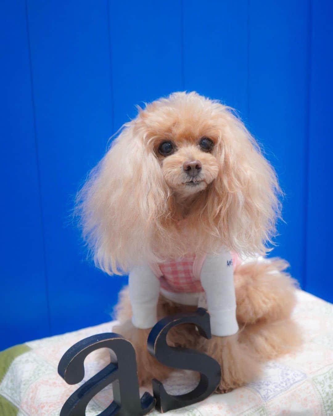 Toypoodle Mikuru?Asakusa Tokyoのインスタグラム