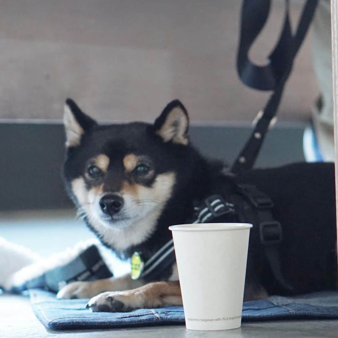 黒豆柴こむぎのグルメインスタ